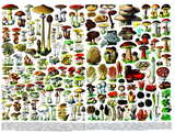 Mushrooms - Champignons 1000 pc Puzzle